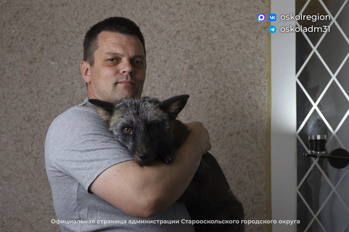 Если дома живёт лиса: староосколец завёл себе пушистого хищника