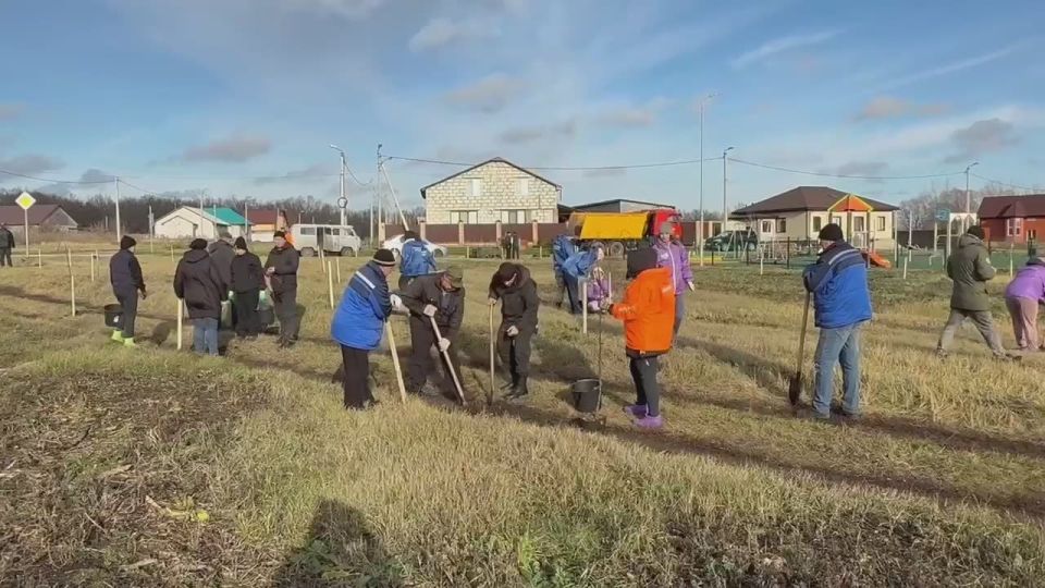 В рамках осеннего субботника на территории микрорайона Олимпийский была проведена масштабная высадка зелёных насаждений