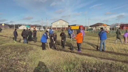 В рамках осеннего субботника на территории микрорайона Олимпийский была проведена масштабная высадка зелёных насаждений