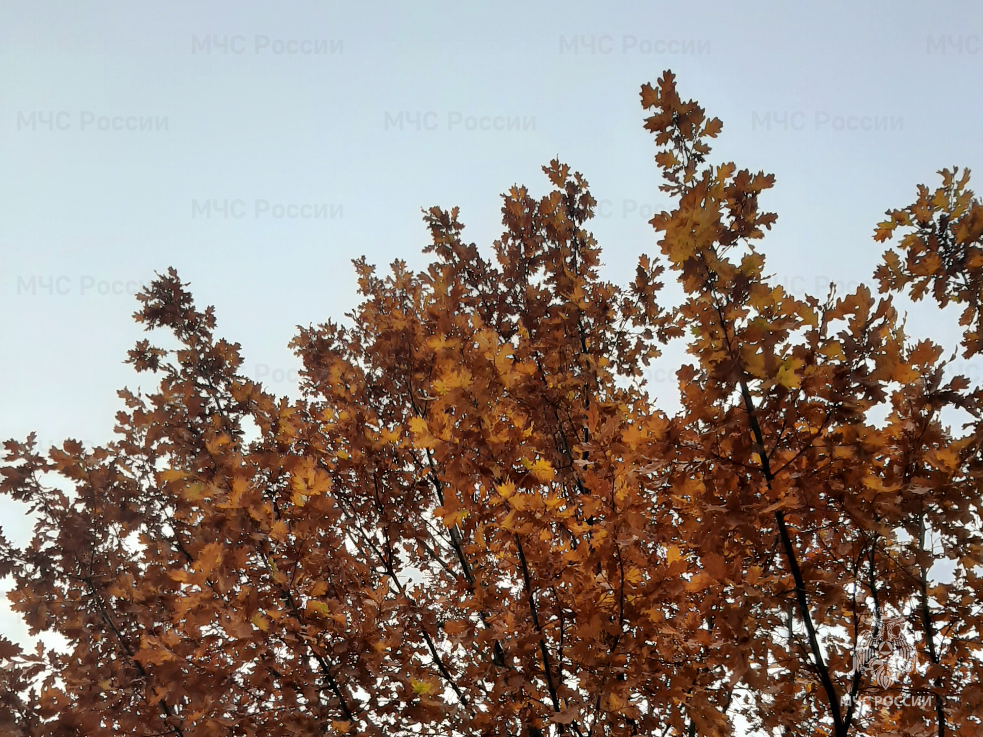 Внимание! Завтра на территории области ожидаются порывы до 18 м/с