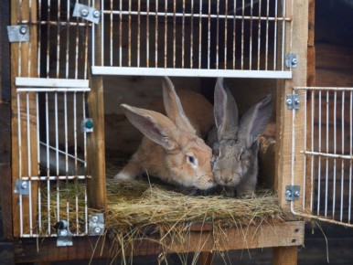 Сегодня, 17 ноября, в Белгороде будет облачно