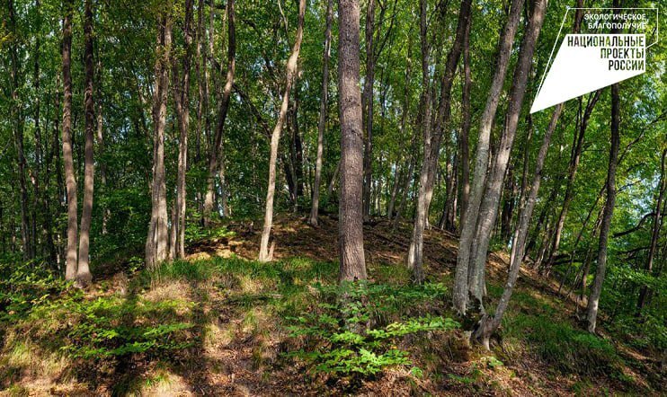 Белгородская область уверенно наращивает темпы лесовосстановления