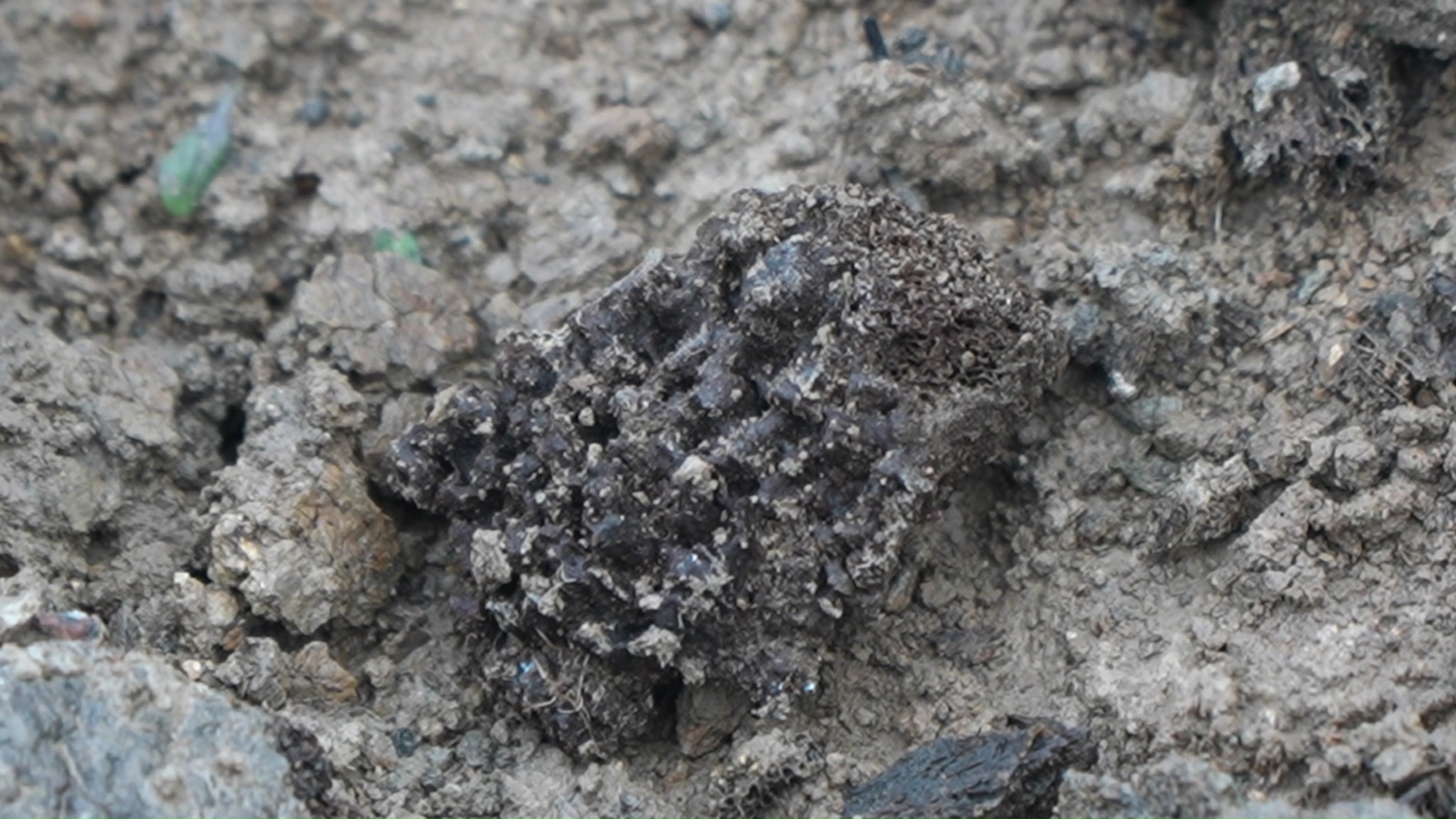 Белгородец нашёл кости древнего животного