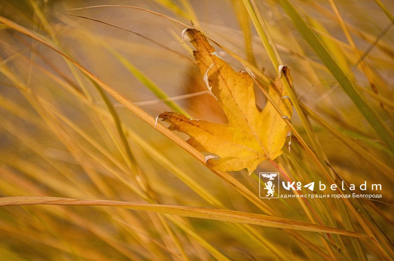 Доброе утро, Белгород!. Сегодня в городе пасмурно, местами возможны дожди