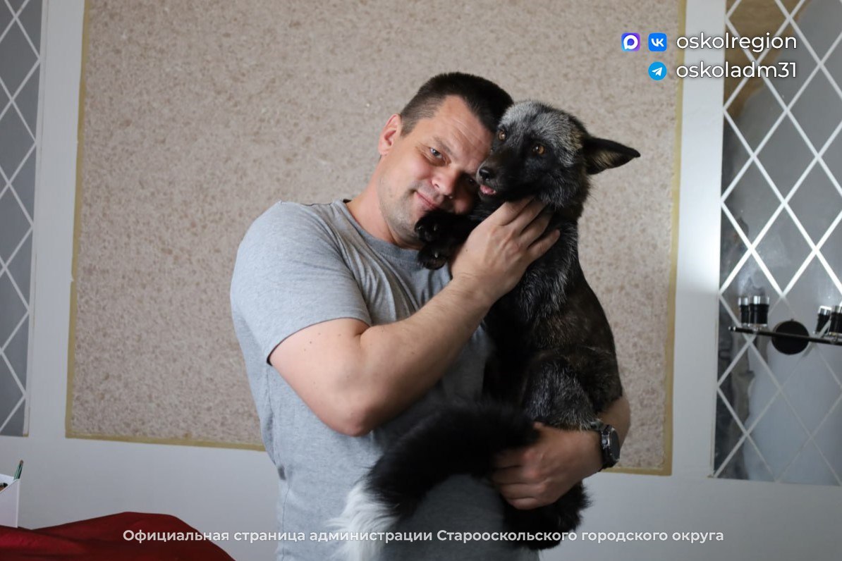 Домашняя лиса Джек: фотограф из Старого Оскола приручил дикого зверя