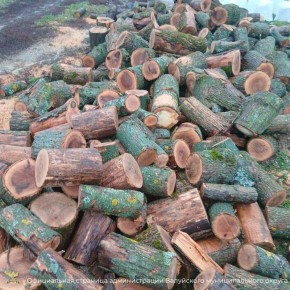 908 кубических метров дровяной древесины заготовили в Валуйском муниципальном округе