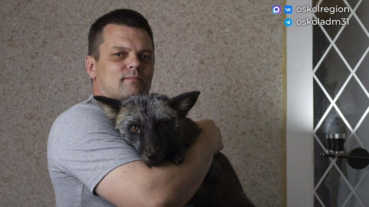 Домашняя лиса Джек: фотограф из Старого Оскола приручил дикого зверя