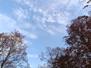 Осенняя прогулка по парку становится настоящим путешествием среди золотых листьев, увядающих цветов и растений