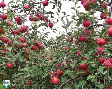 Отличные новости из мира сельского хозяйства!