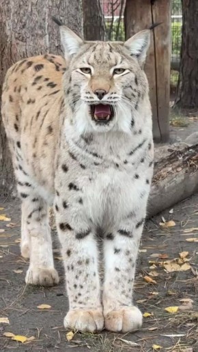 Погода 19 ноября. Сегодня в Белгороде облачная погода, ожидается небольшой дождь