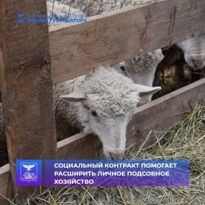 С помощью социального контракта житель Вейделевки Александр Рыбальченко смог обзавестись отарой овец