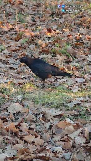 Доброе утро, Старый Оскол. Пусть этот день подарит вам радость и множество приятных моментов! Наш канал в МАХ