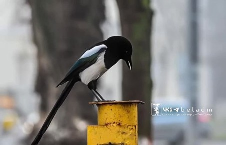 Доброе утро, Белгород!. Сегодня в городе пасмурно, местами возможны дожди