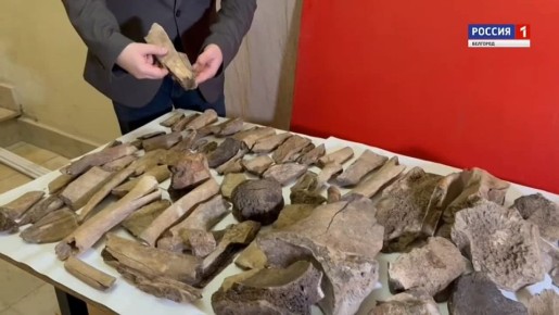 Мамонт или шерстистый носорог – вот в чём вопрос