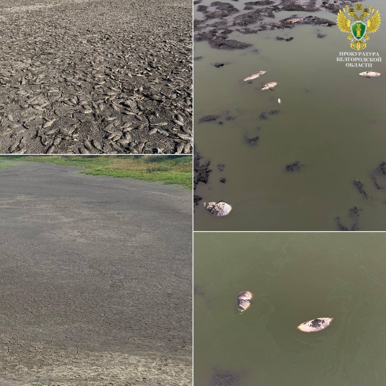 Из-за незаконной дамбы в Старооскольском округе массово погибла рыба – 3 200 особей карася