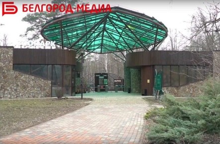 Белгородский зоопарк поделился милым видео взросления львят Адамаса, Стана и Каиры