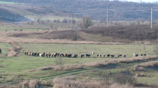 Фермер из Вейделевского округа стал участником программы «Агростартап»