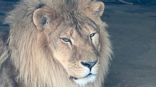 Белгородские львы отмечают день рождения