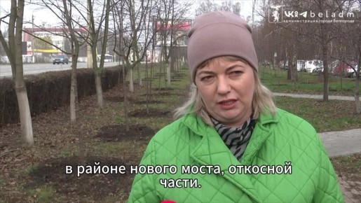 В 2026 году вдоль дорог Белгорода появятся тысячи деревьев и кустарников, превращая городские маршруты в живые арт-объекты