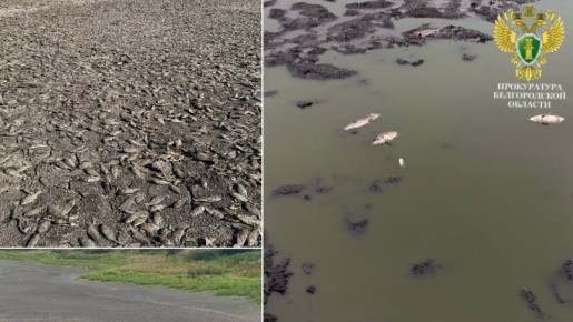 В Старооскольском округе из-за незаконной дамбы погибло более 3,2 тысяч карасей