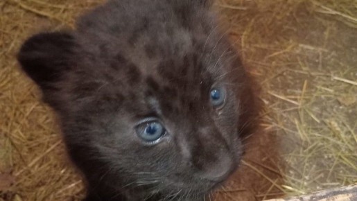 В Белгородский зоопарк приедет чёрная пантера