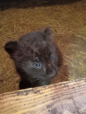 В Белгородском зоопарке поселится чёрная пантера
