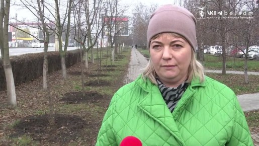 В Белгороде идут масштабные работы по обновлению зелёного каркаса