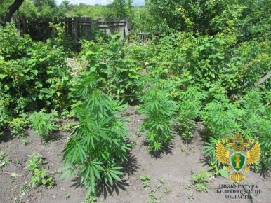 В Старооскольском округе семья вырастила конопляную плантацию