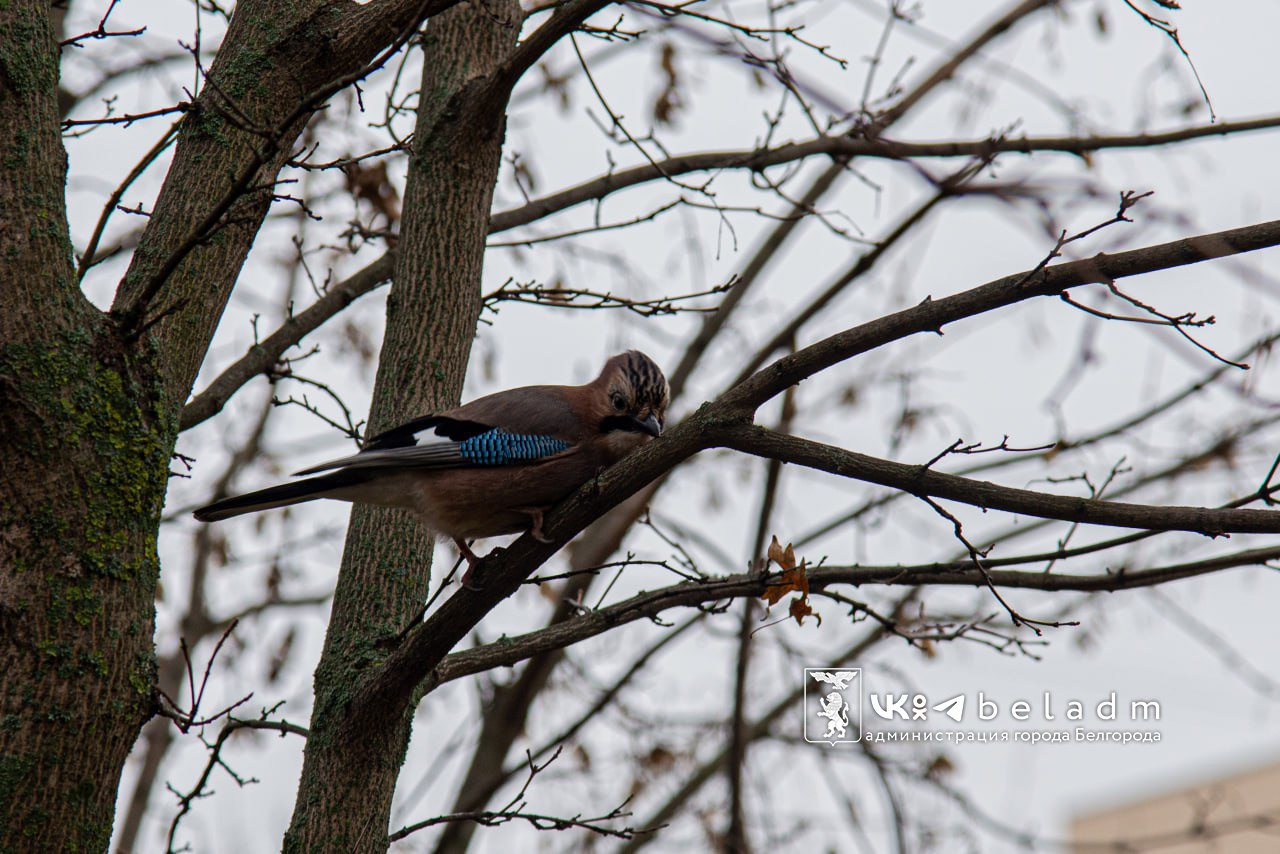 Доброе утро, Белгород!. Пятница будет пасмурной, местами возможны небольшие дожди