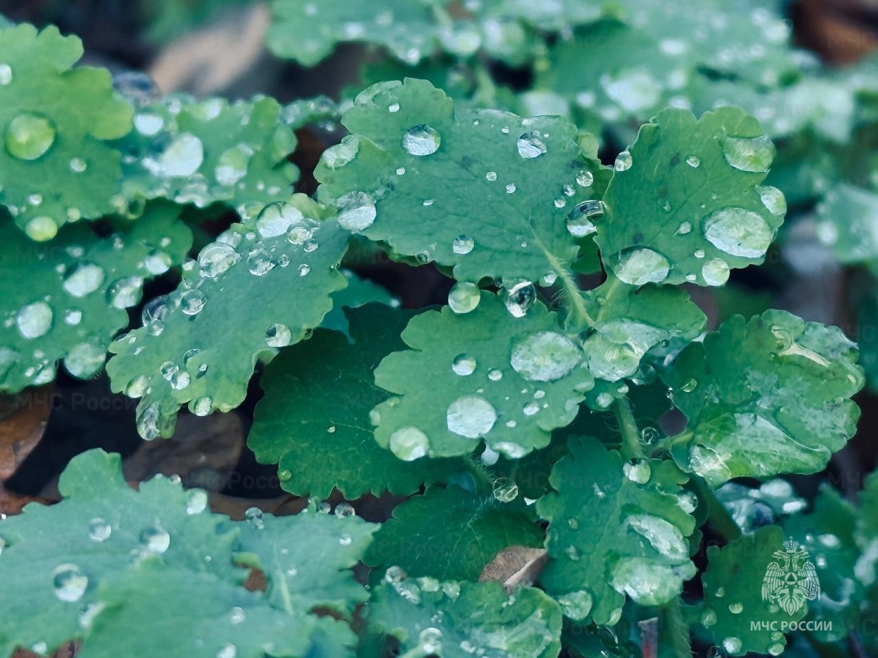 В выходные в регионе преимущественно без осадков
