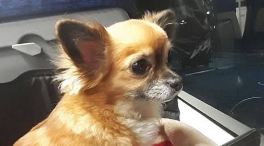 Белгород – Новосибирск стал самым длинным маршрутом для поездки питомцев в поезде