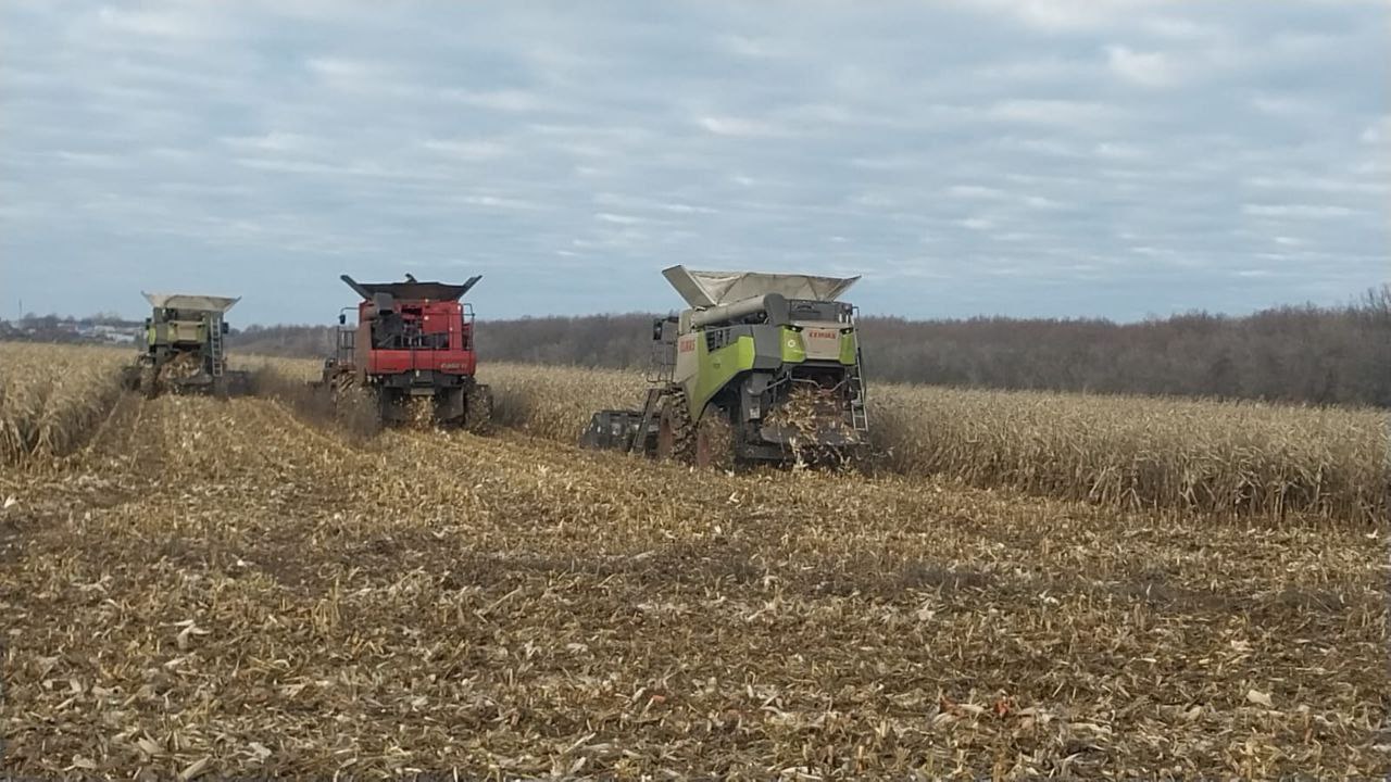 Татьяна Круглякова: В Белгородском муниципальном округе завершается уборочная кампания