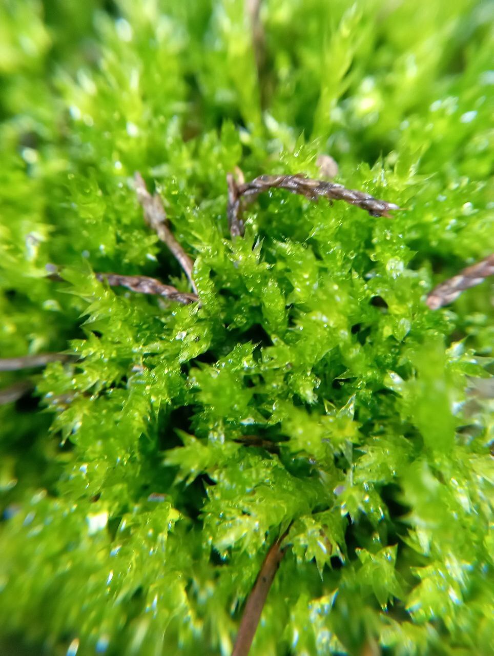 Завораживающая красота уходящей осени в фотографиях нашего подписчика Льва Попова!