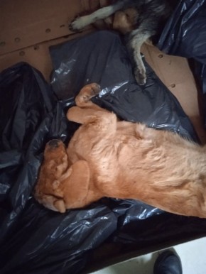 В белгородском приюте нашли тела пяти собак