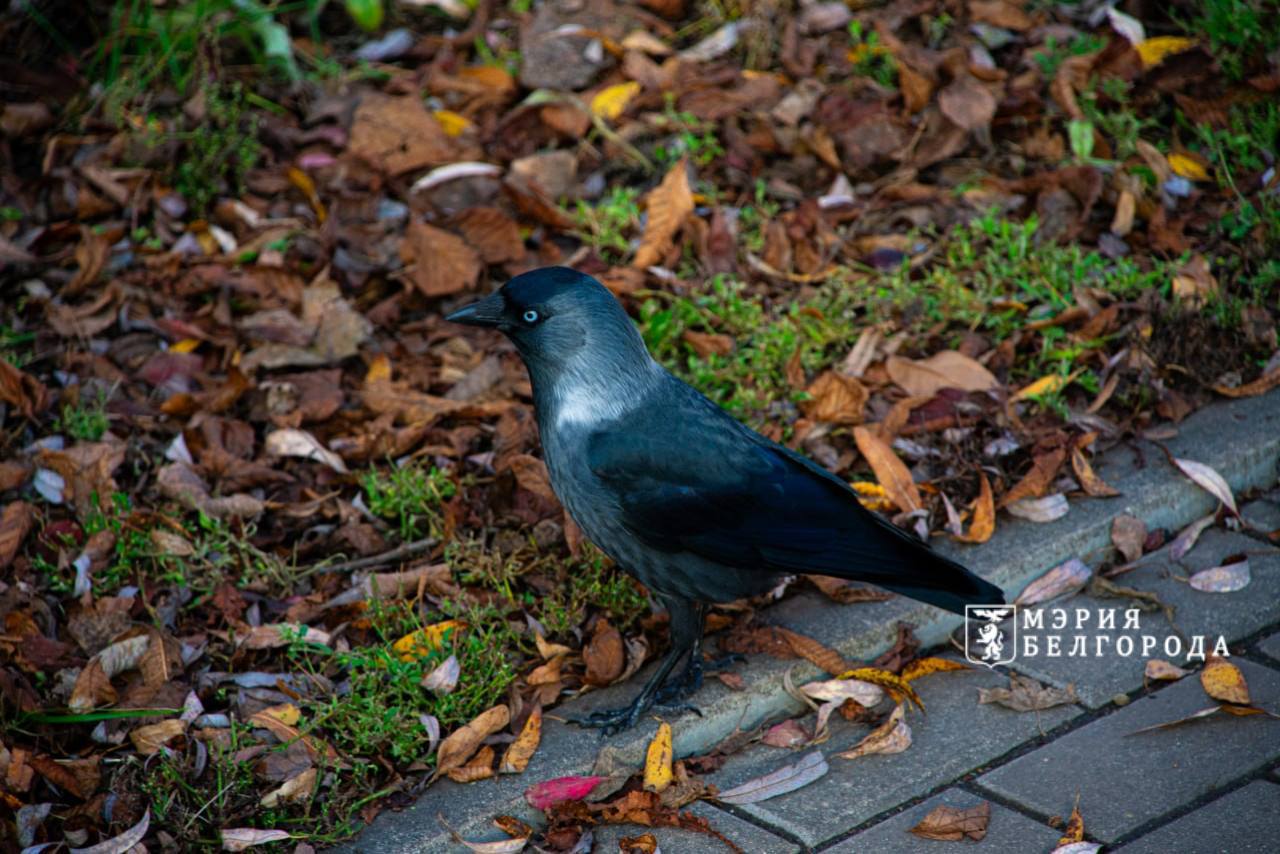 Доброе утро, Белгород!. Сегодня, в первый день зимы, в Белгороде пасмурно, температура воздуха до +2 градусов