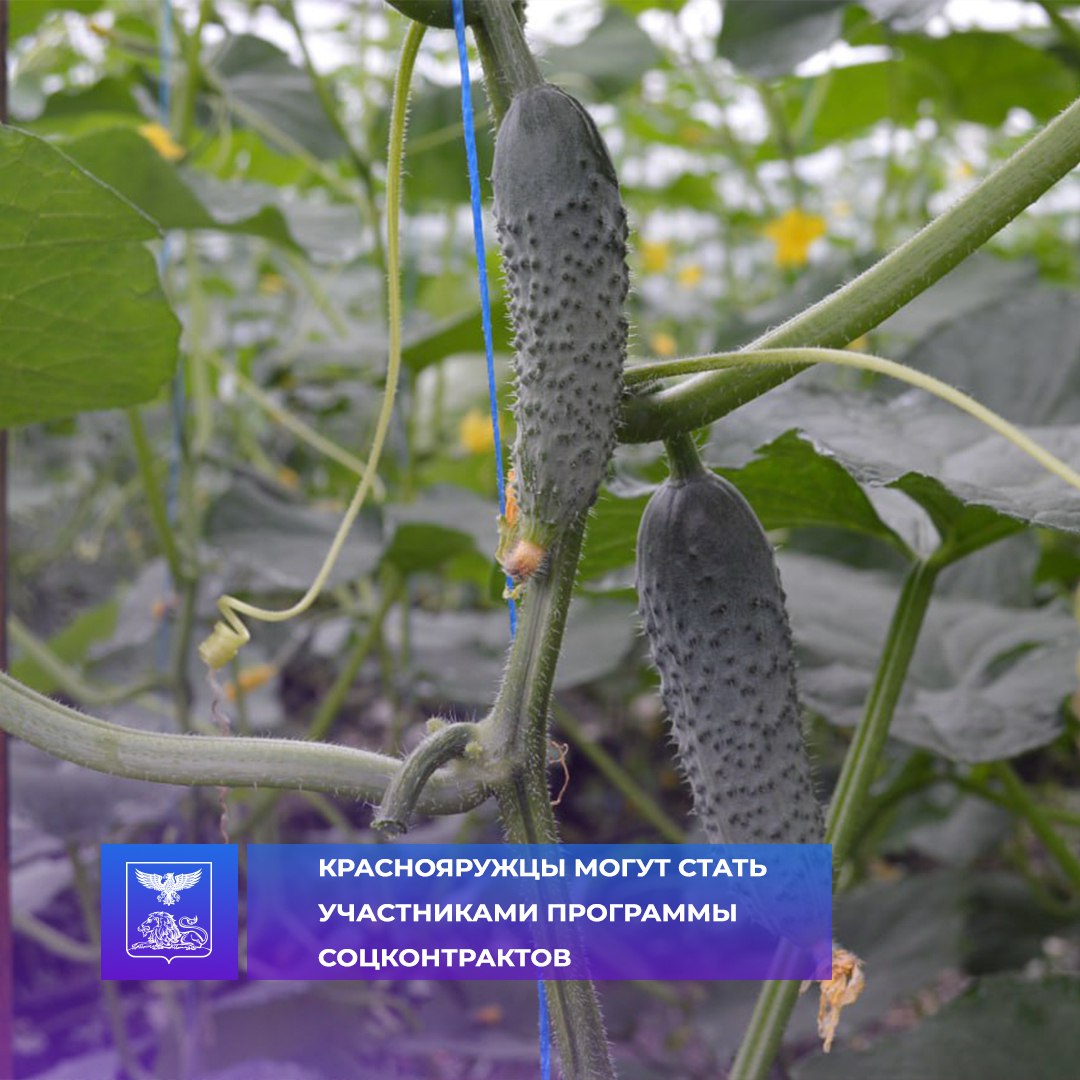 Программа «Содействие» — это одна из эффективных мер поддержки жителей нашего района