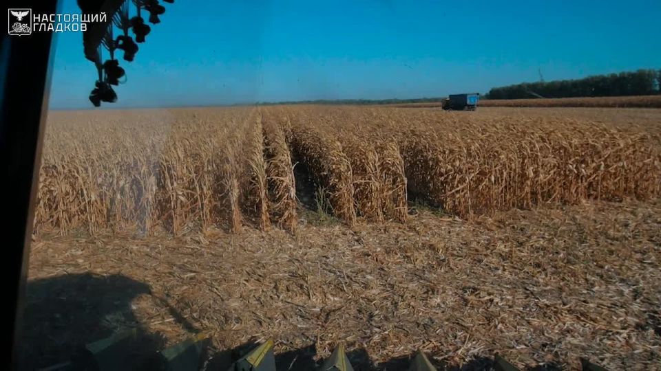 В Белгородской области на 97% завершена уборка зерновых и зернобобовых культур
