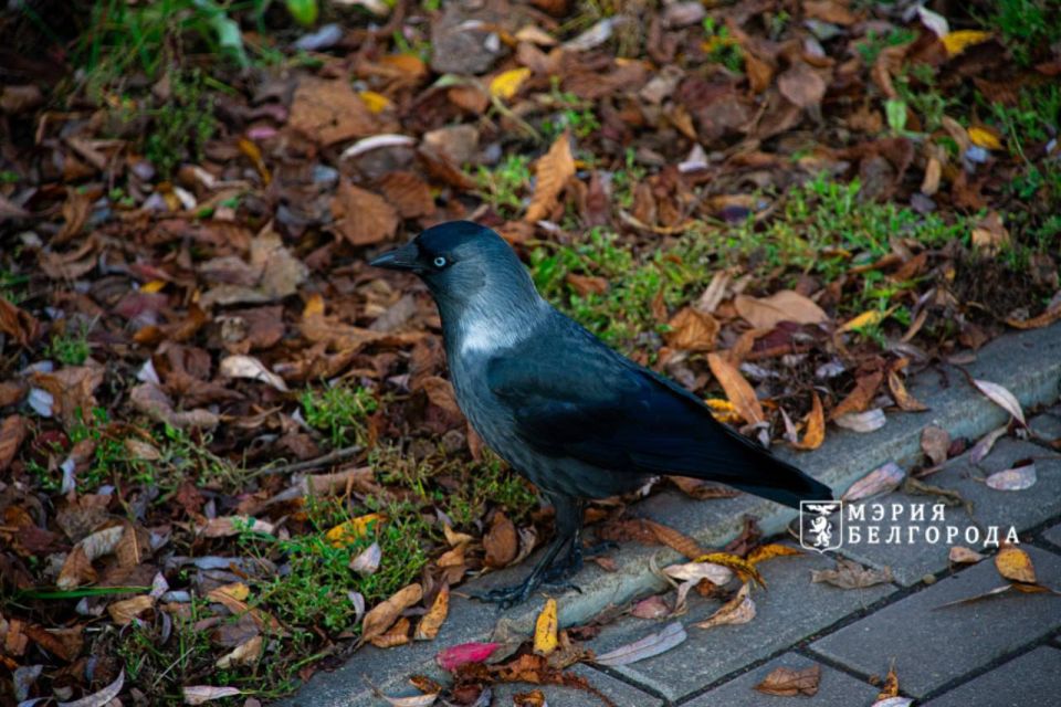 Погода 2 декабря. Сегодня синоптики обещают пасмурную погоду