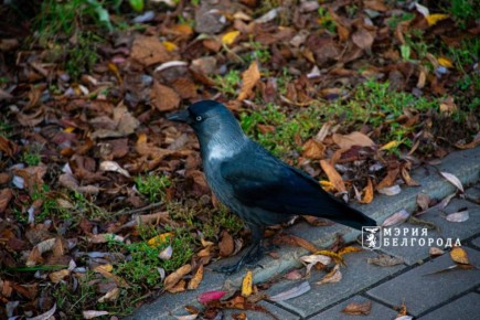 Погода 2 декабря. Сегодня синоптики обещают пасмурную погоду