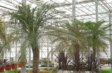 В Белгороде на зимовку отправили экзотические растения