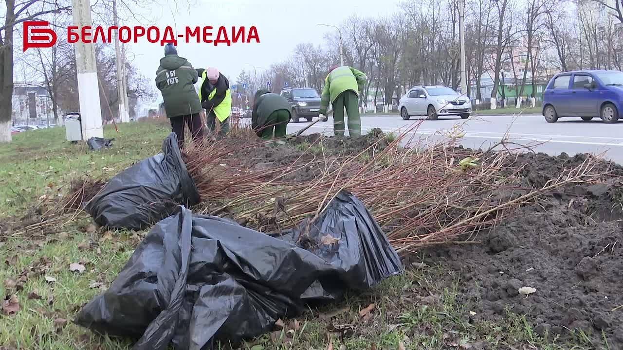 Сотрудники Белгорблагоустройства продолжают озеленять Белгород