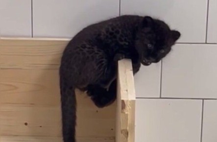 Пантера прибыла в белгородский зоопарк