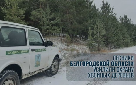 Участковые лесные инспекторы Белгородской области начали усиленное патрулирование хвойных молодняков