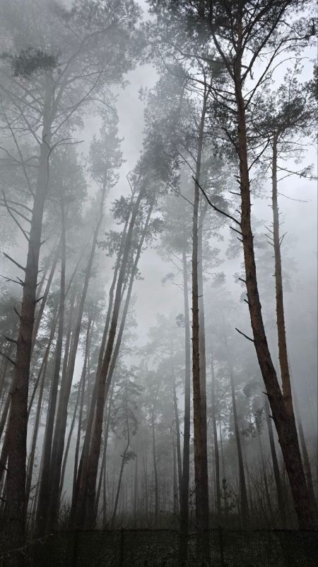 Погода 4 декабря. Сегодня синоптики обещают пасмурную погоду