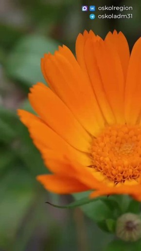 Доброе утро, старооскольцы!