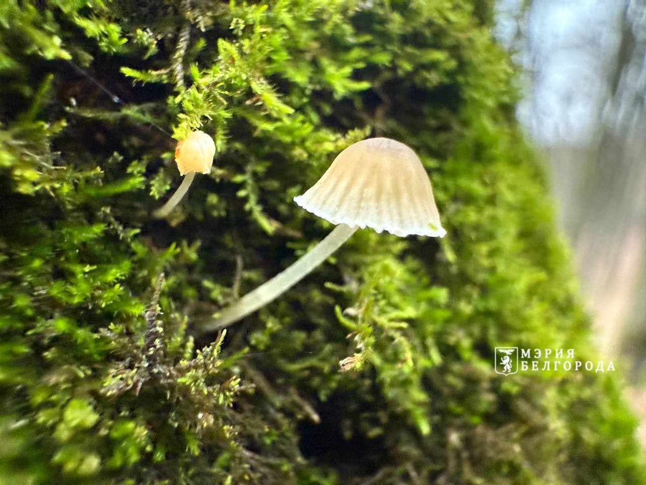 Доброе утро, Белгород!. 4 декабря ожидается облачная погода, местами возможны слабые осадки