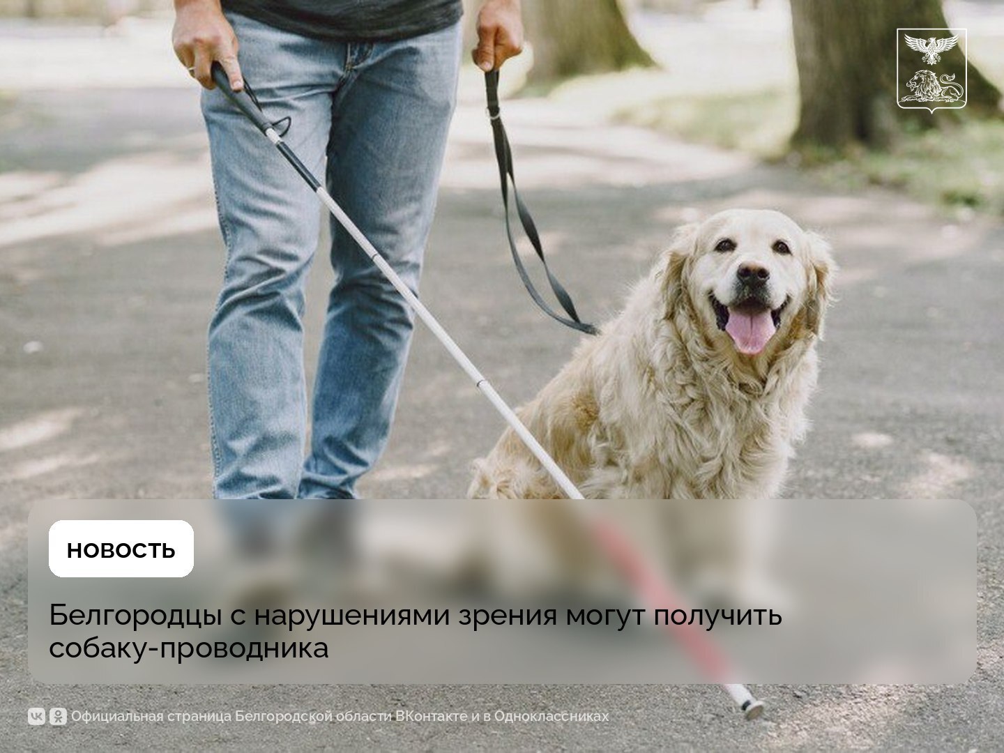 Белгородцы с нарушениями зрения могут получить собаку-проводника
