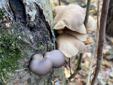Слабые осадки в виде дождя и мокрого снега ожидаются в пятницу