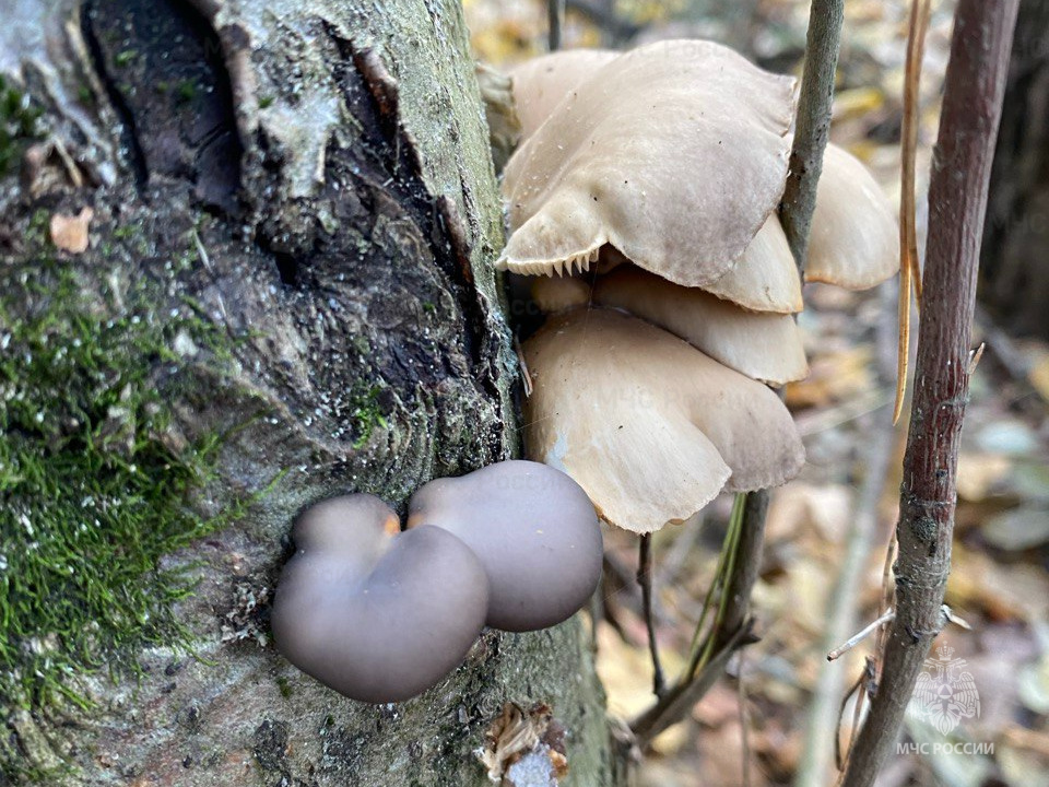 Слабые осадки в виде дождя и мокрого снега ожидаются в пятницу