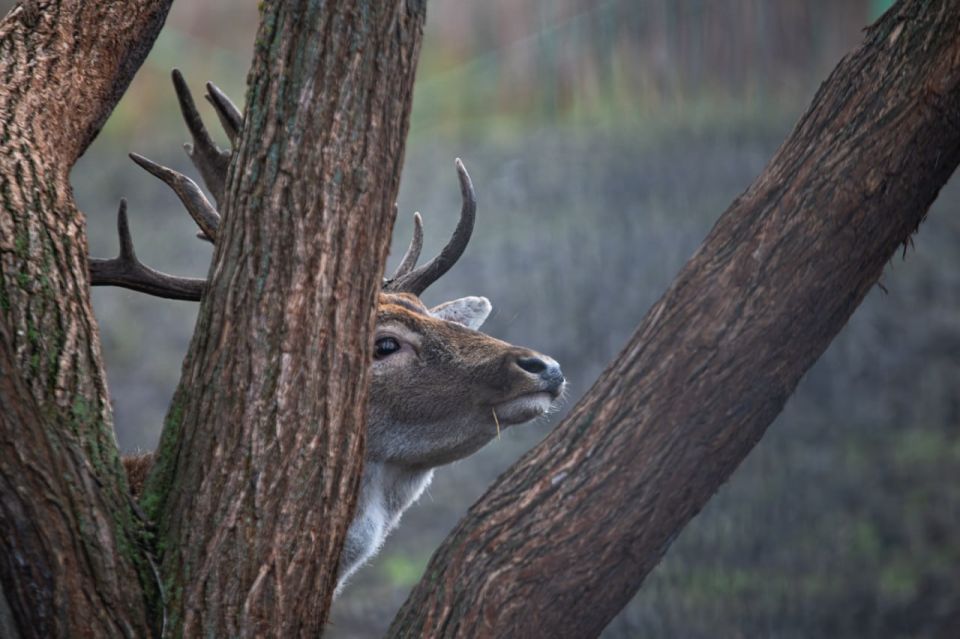 Вдруг впереди между стволами